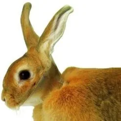 Buster Carcan De Protection Pour Lapins