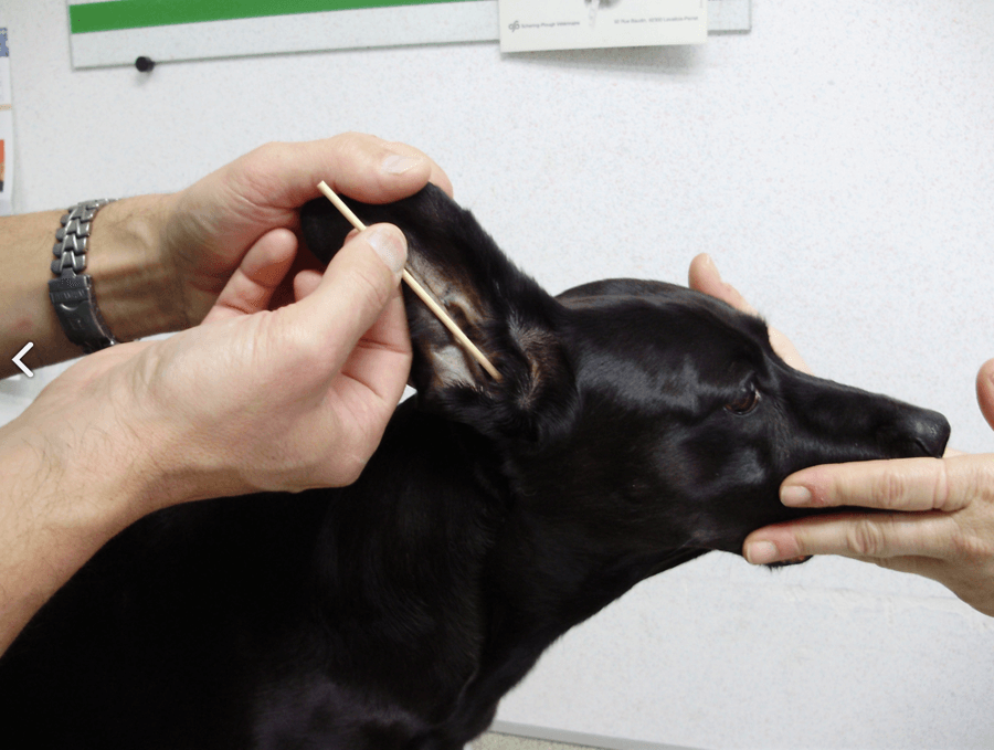 BambooStick Pour Chien S / M X30 – Image 3