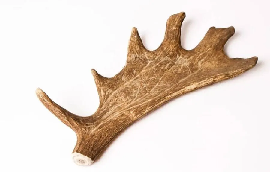 Evident Bois De Daim XL