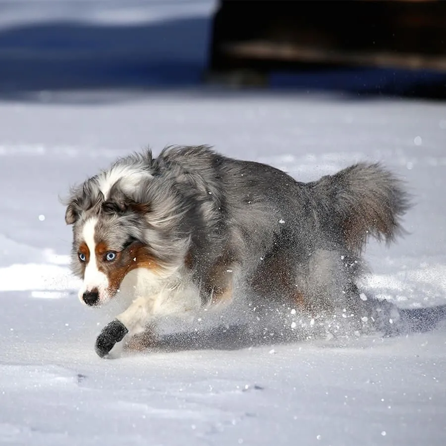 Pawz Bottes Noires M – Image 4