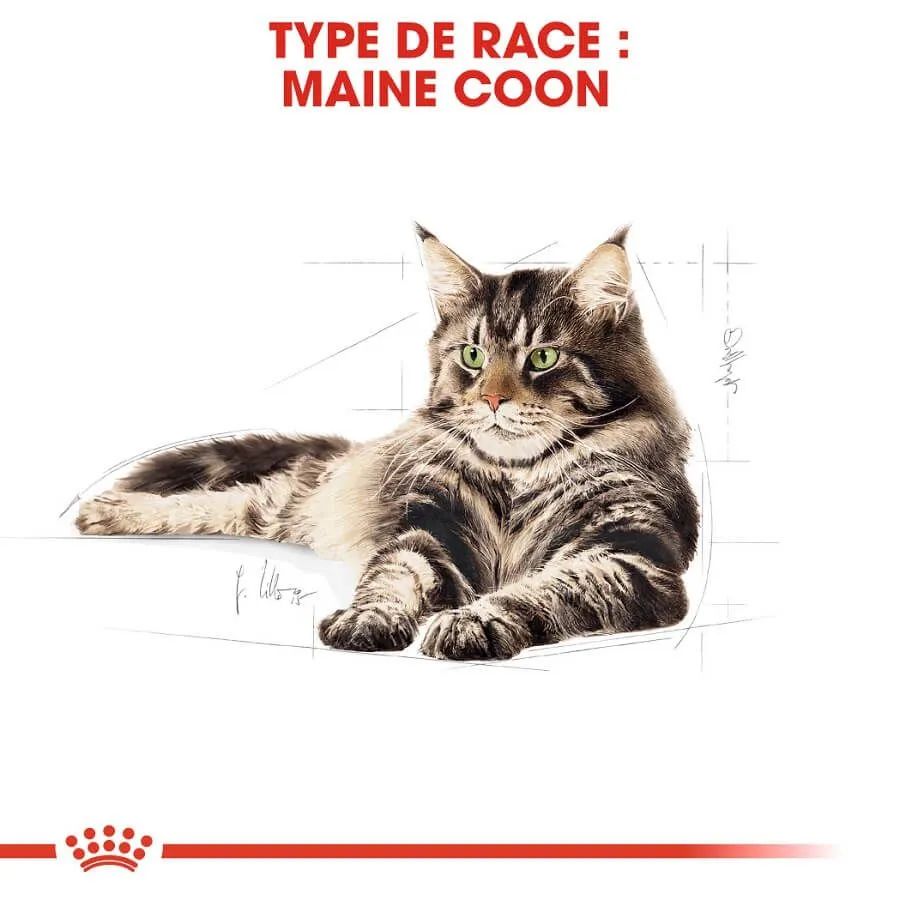 Royal Canin Breed Health Nutrition Royal Canin Maine Coon Adult 2 Kg – Image 2