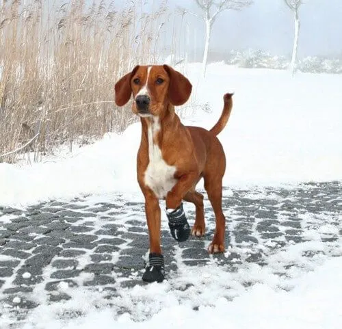 Trixie Bottes Protection Walker Active M - L X 2 – Image 2